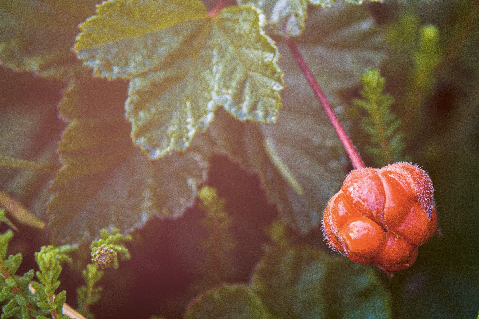 Een speciaal partnerproject: natuurherstel van Finse veengebieden