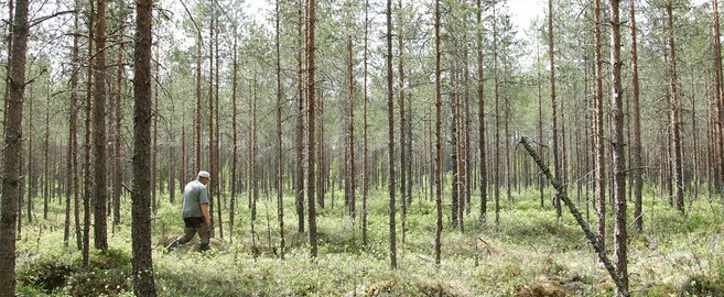 Ein besonderes Partnerprojekt: Wiederherstellung finnischer Moorgebiete