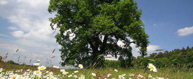 Protéger la nature avec le WWF Allemagne – mise à jour concernant notre projet sur le cours moyen de l’Elbe