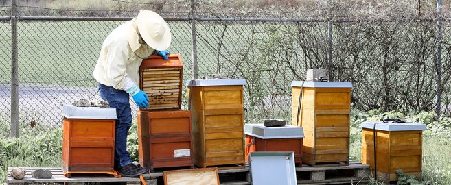 Essaims d’abeilles pour la protection de la nature