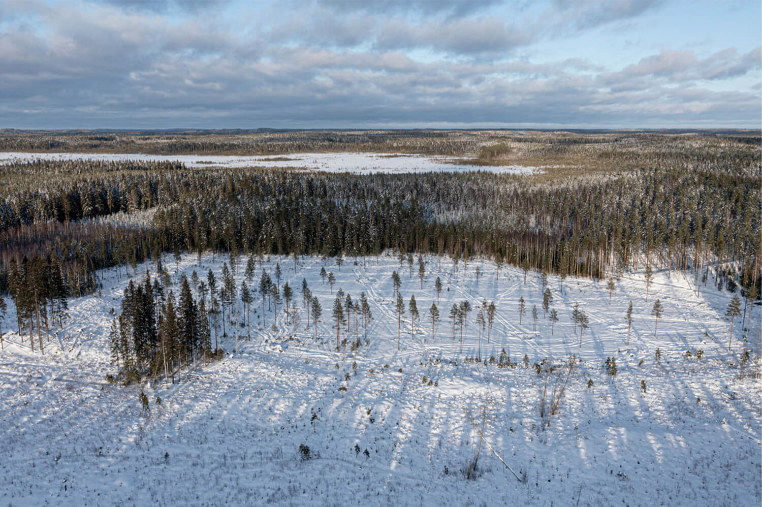 Update on our common peatland restoration project with UPM