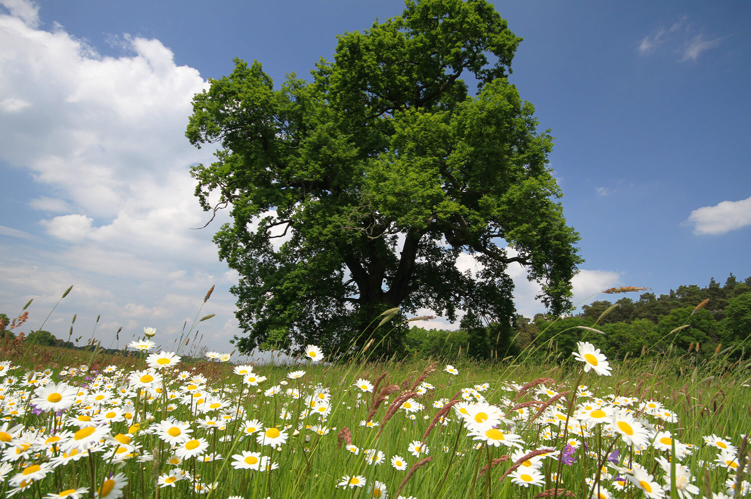 Naturschutzarbeit mit dem WWF Deutschland – ein Update zu unserer Projektarbeit vor Ort an der Mittleren Elbe